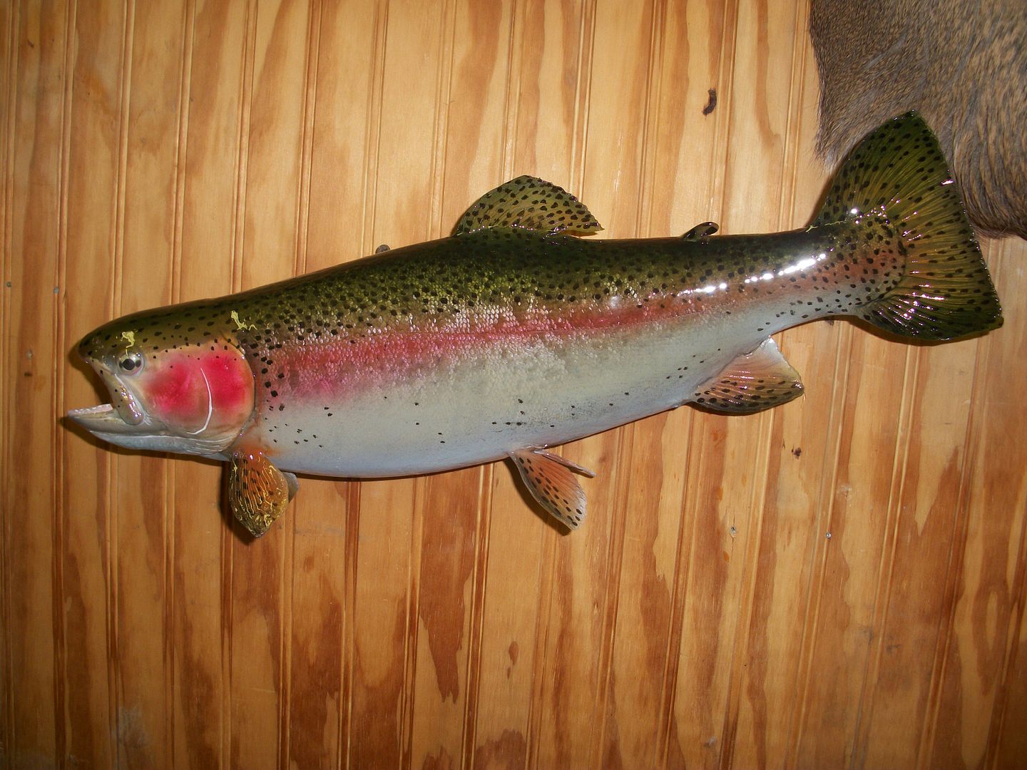 Skin mounted Brook and Rainbow Trout New Jersey Hunters